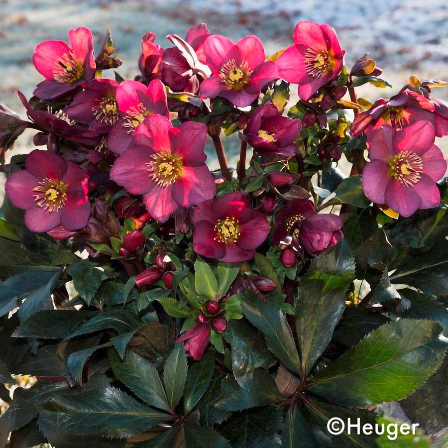 Helleborus HGC® Ice N' Roses® Red Hellebore
