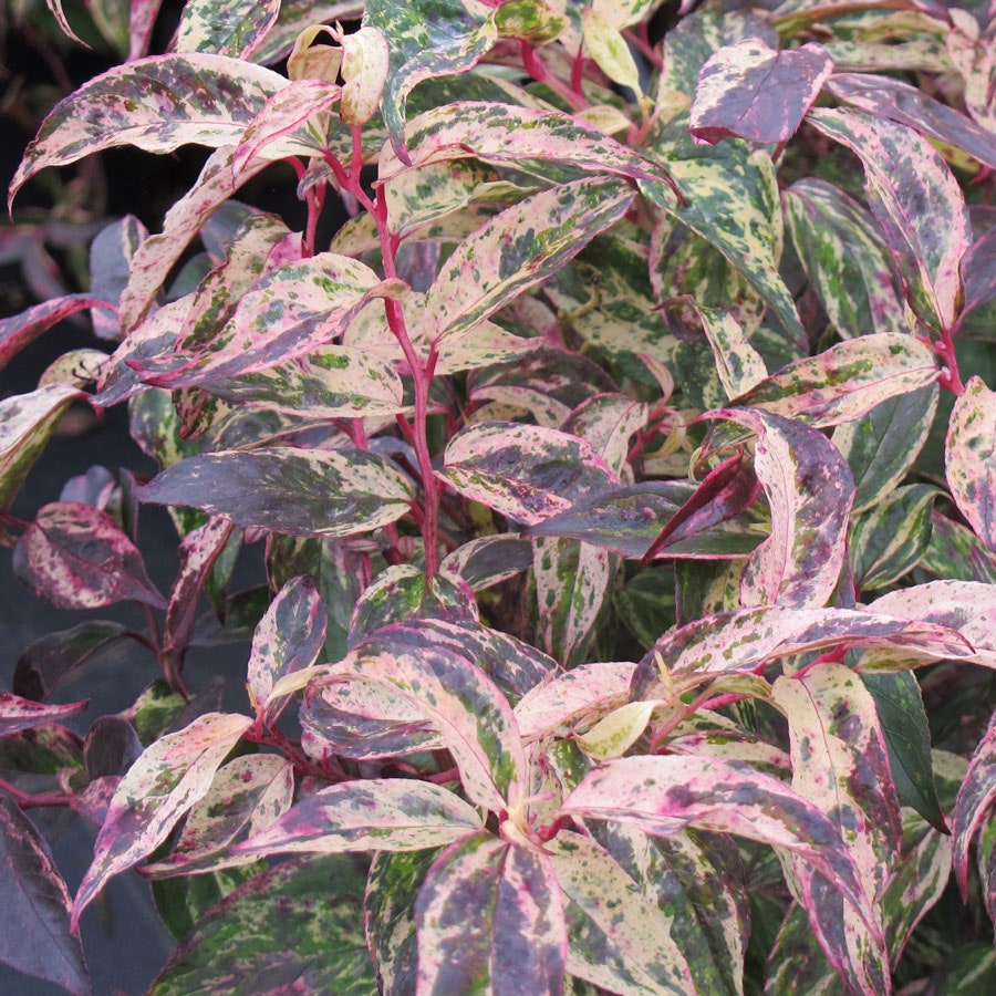 Leucothoe 'Rainbow'