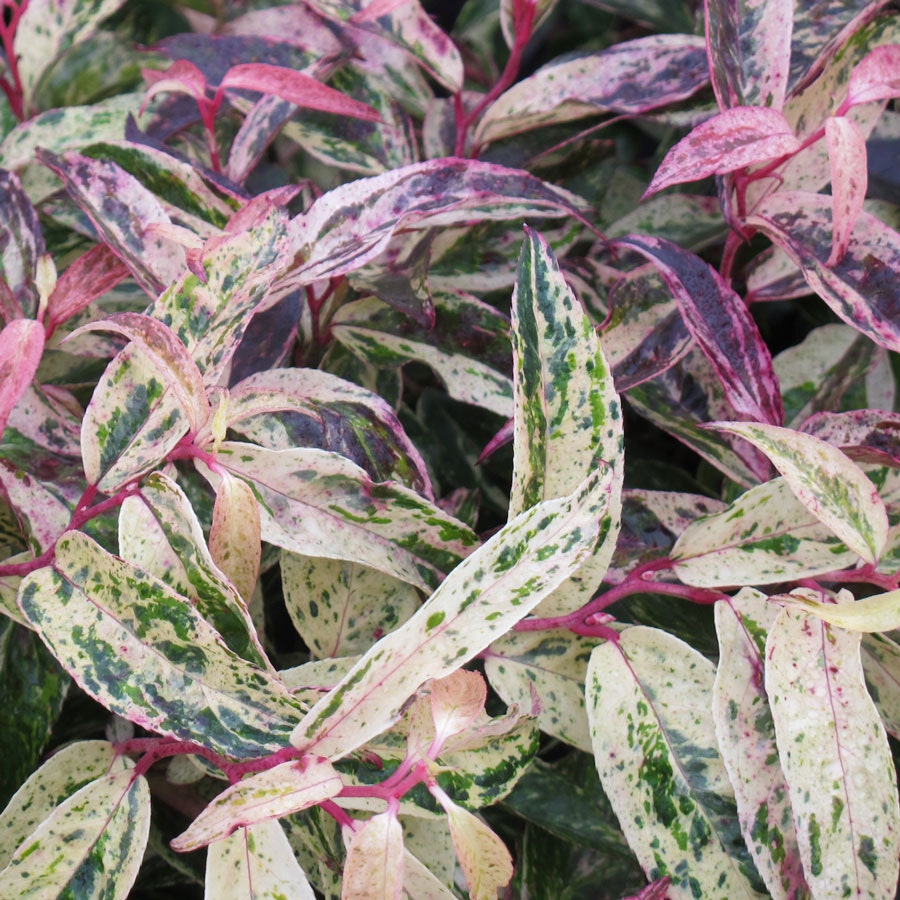 Leucothoe 'Rainbow'