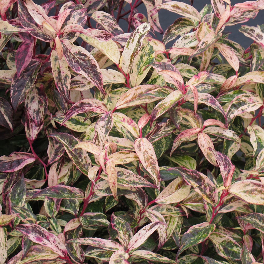 Leucothoe 'Rainbow'
