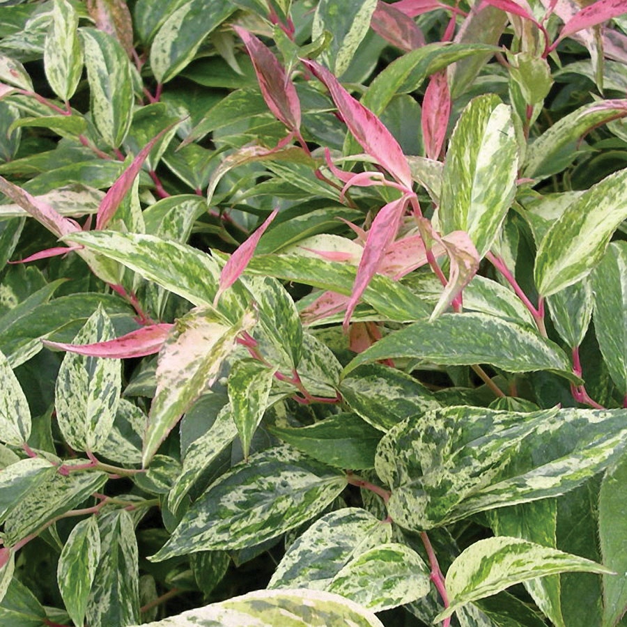 Leucothoe 'Rainbow'
