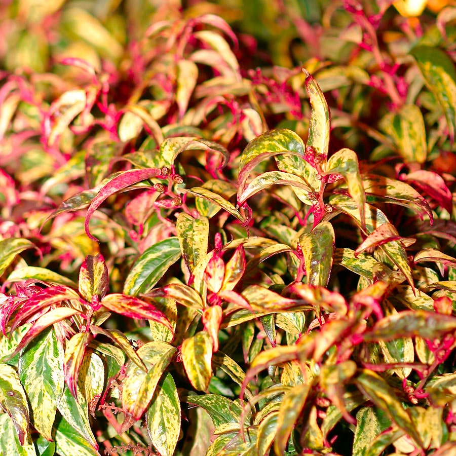Leucothoe 'Rainbow'
