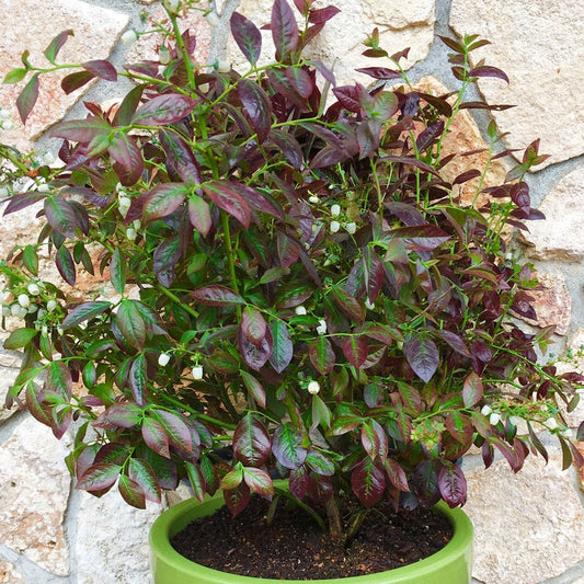 Vaccinium Cabernet Splash™ Blueberry