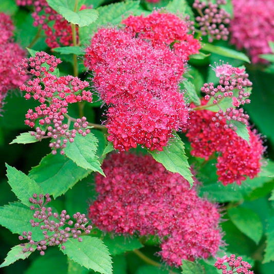 Spiraea Double Play Doozie®