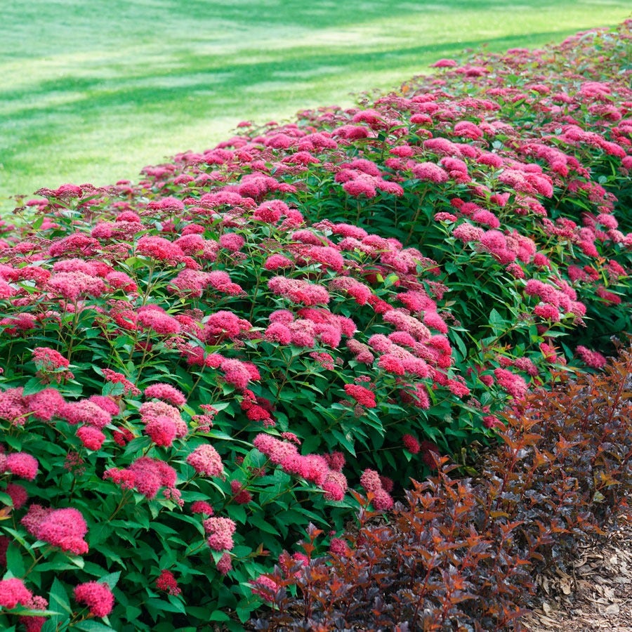 Spiraea Double Play Doozie®
