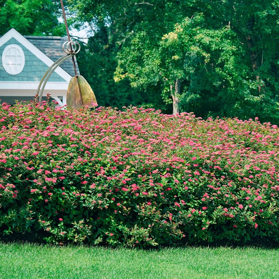 Spiraea Double Play Doozie®