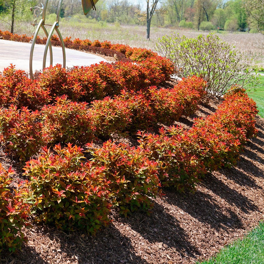 Spiraea Double Play Doozie®