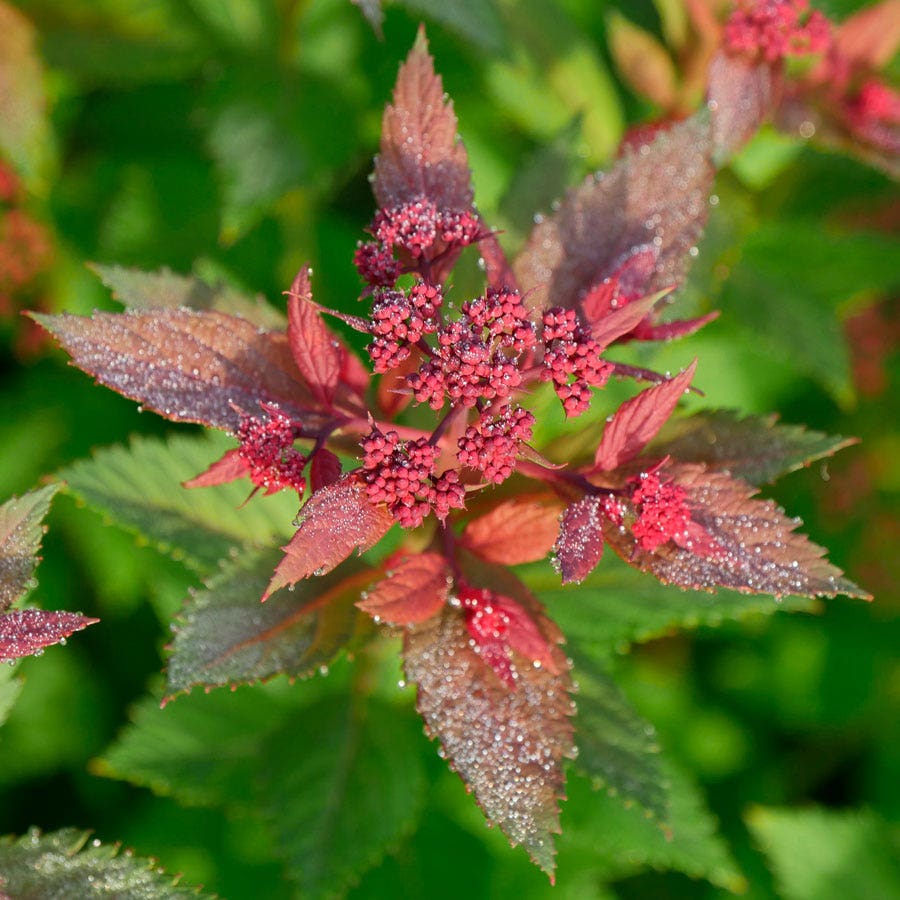 Spiraea Double Play Doozie®