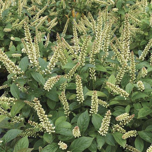 Itea Fizzy Mizzy™ Sweetspire