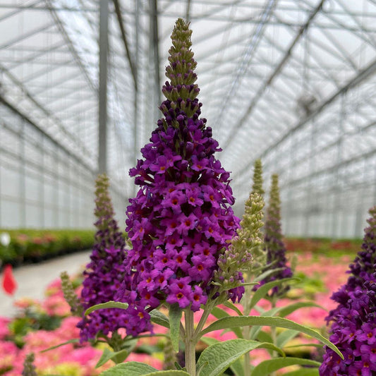Buddleia Birthday Cake™ Butterfly Bush