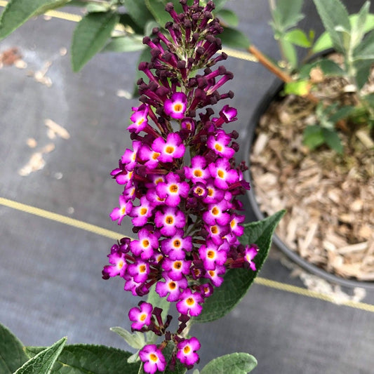 Buddleia Blueberry Pie™ Butterfly Bush