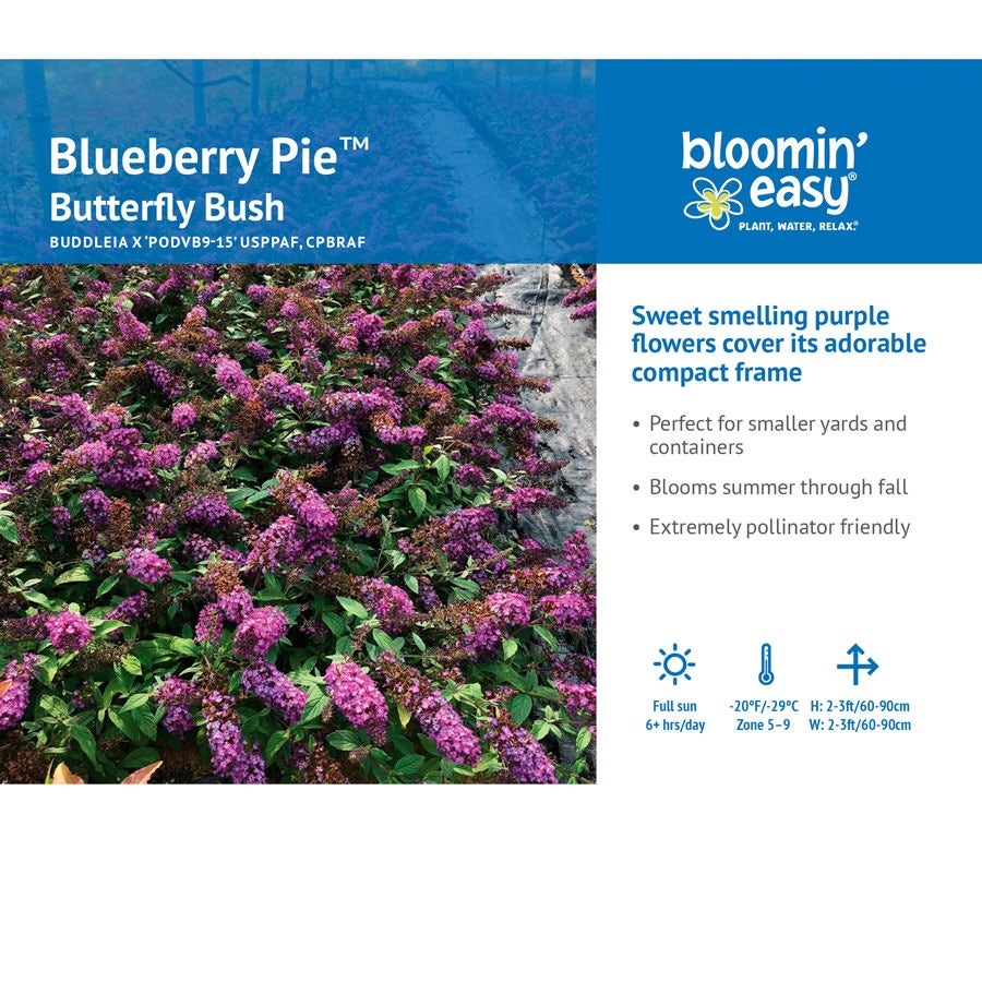 Buddleia Blueberry Pie™ Butterfly Bush