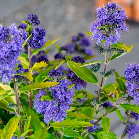 Caryopteris Beekeeper™ Bluebeard