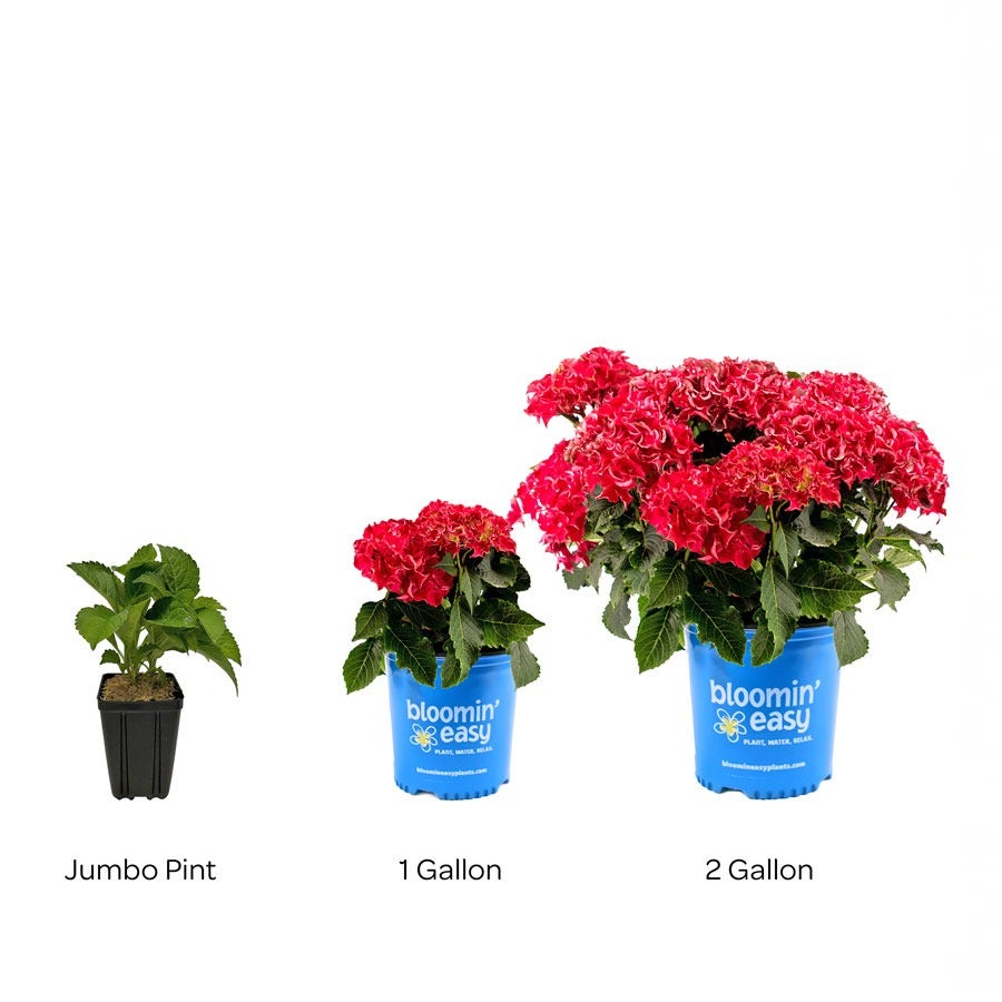 Hydrangea Frill Ride™ Bigleaf Hydrangea