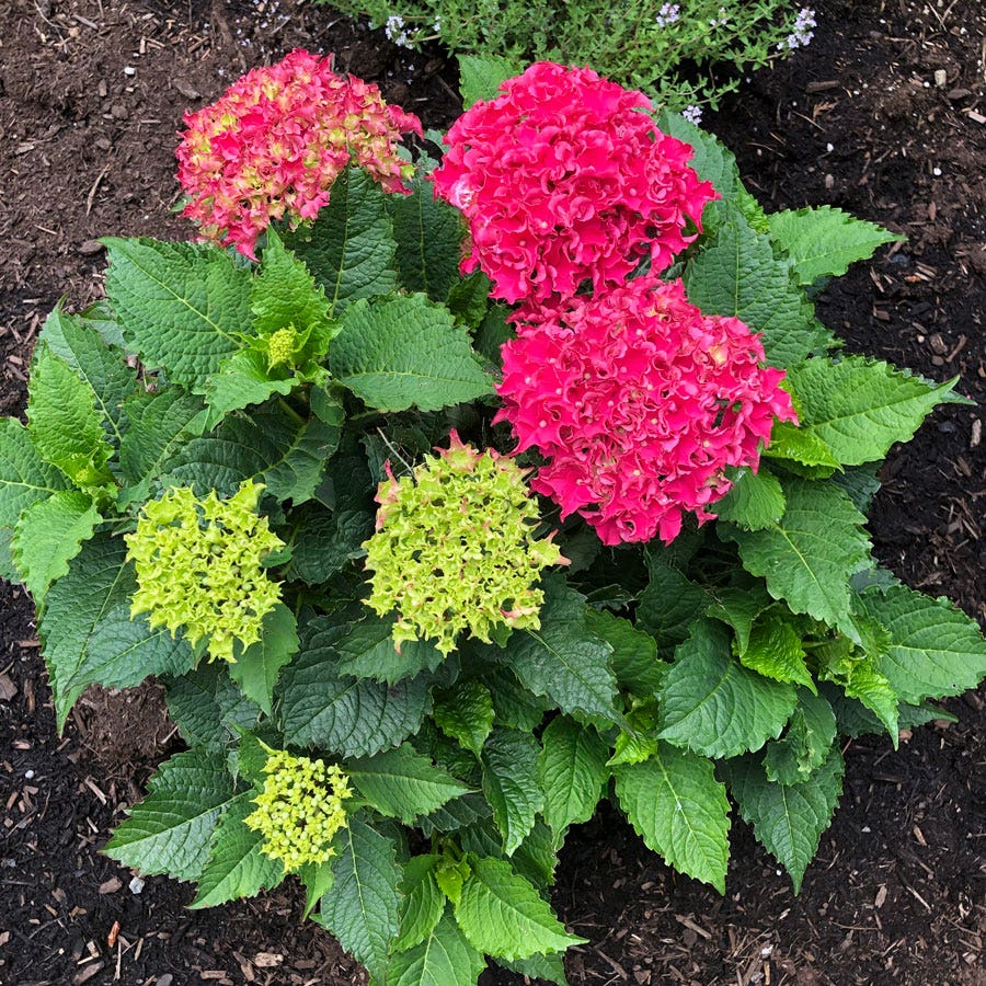 Hydrangea Frill Ride™ Bigleaf Hydrangea