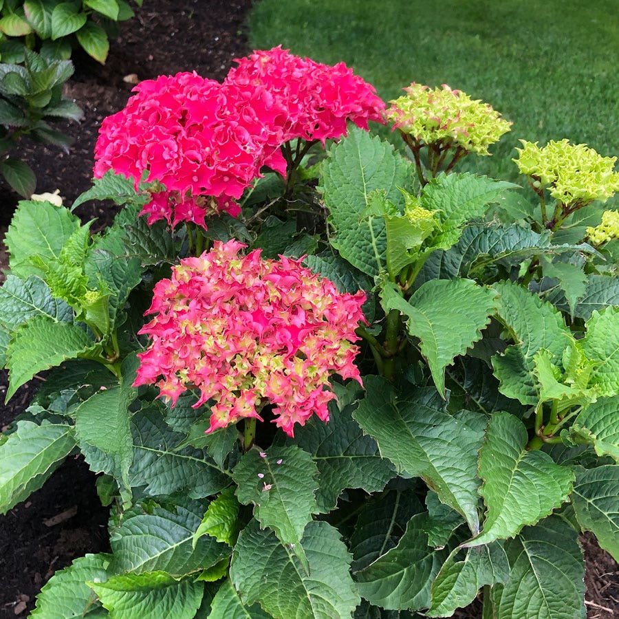 Hydrangea Frill Ride™ Bigleaf Hydrangea