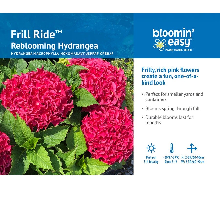Hydrangea Frill Ride™ Bigleaf Hydrangea