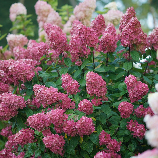 Hydrangea Fire Light® Panicle Hydrangea