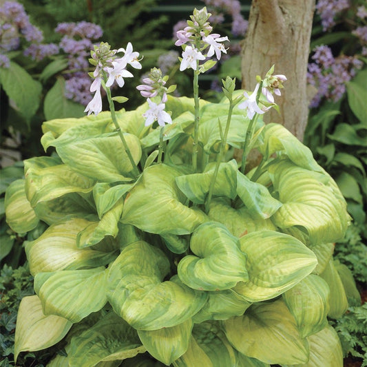 Hosta 'Guacamole' Plantain Lily