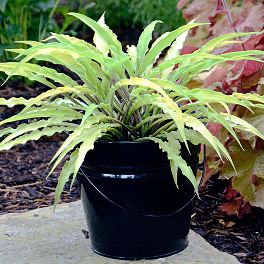 Hosta 'Curly Fries' Plantain Lily