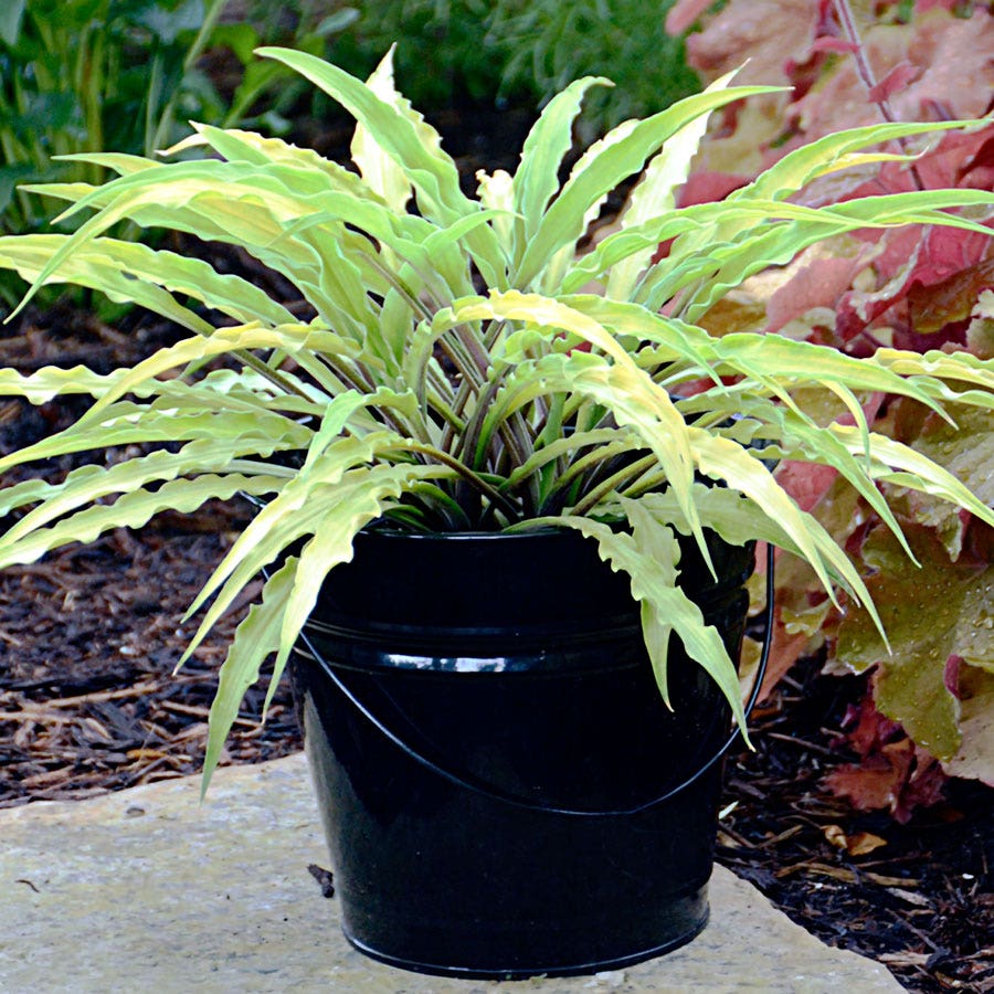 Hosta 'Curly Fries' Plantain Lily