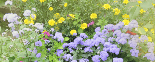 The 10 Best Flowers For Fall