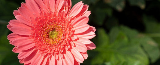 Flowers to Try