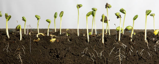 12 Proven Methods to Maximize Seed Germination
