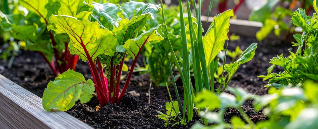 15 Best Vegetables for Small Space Gardens – Park Seed