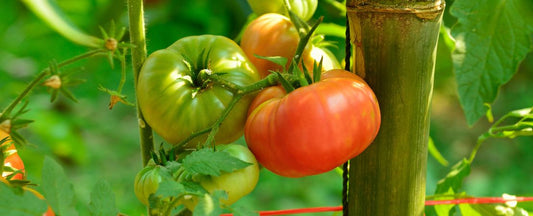15 Best Indeterminate Tomatoes to Grow in 2026
