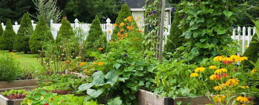 Top 12 Gardening Trends for 2025
