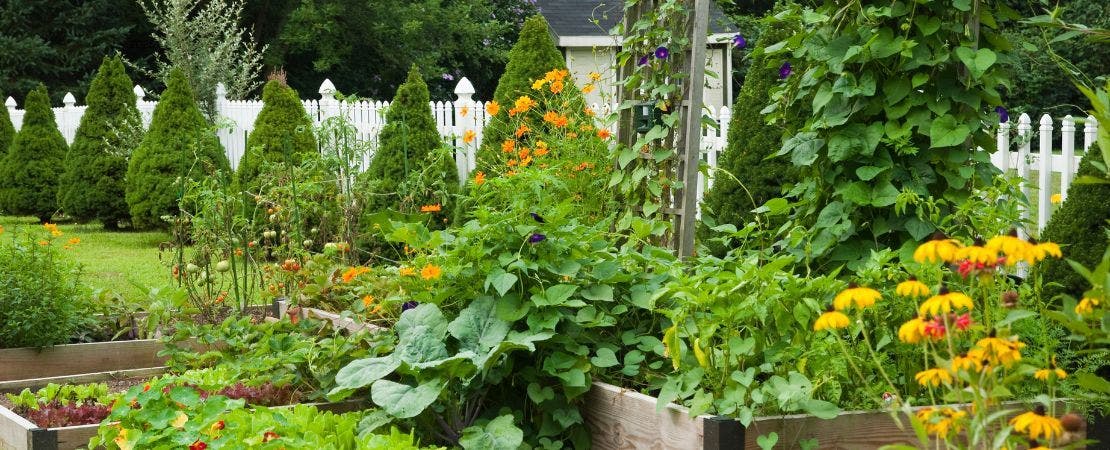 Top 7 Gardening Trends for 2025 – Park Seed
