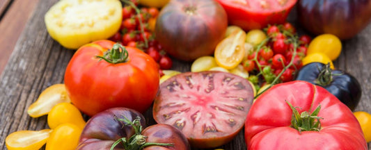 Best 27 Varieties of Tomatoes to Grow
