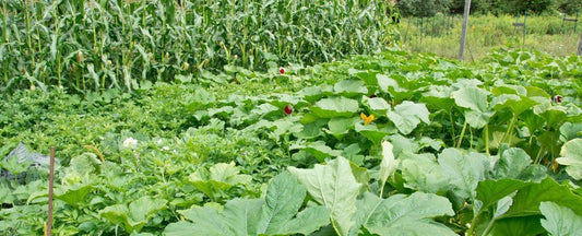 Corn, Beans and Squash: The 3 Sisters of the Garden