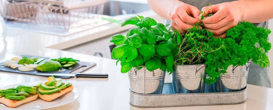 It’s Grow Thyme: How to Grow Herbs