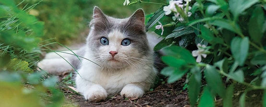 How to Make a Pet Friendly Garden