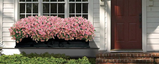 The 10 Best Flowers for Window Boxes