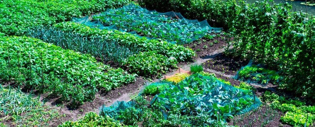 What to Grow in Your Summer Vegetable Garden