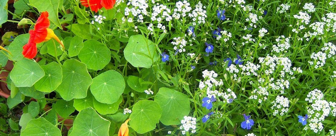 Annual Flower Seeds to Plant in Fall