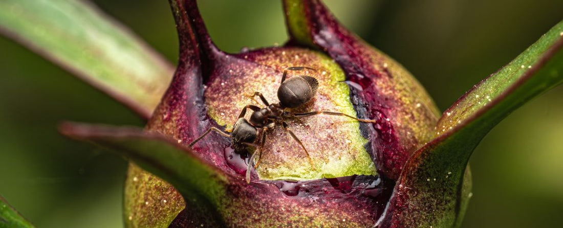 Ants in the Garden: Are They Harmful and How Do You Control Them?