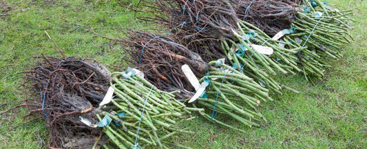 Container and Bare Root Planting Instructions