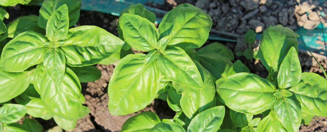 The Top 10 Companion Plants for Basil (& 5 Foes)