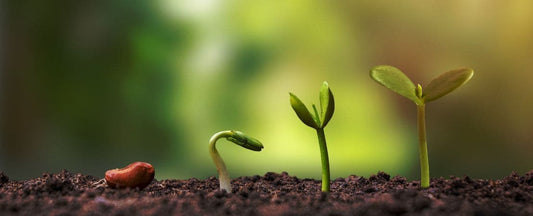 How to Germinate Seeds