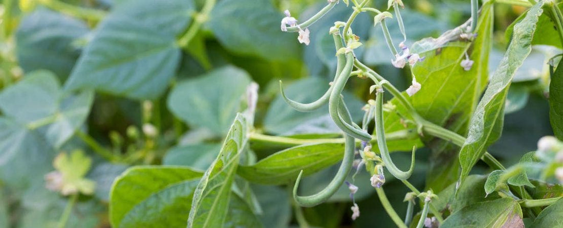 Know Before You Grow: Beans