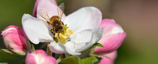 Tips for a Bee Friendly Garden