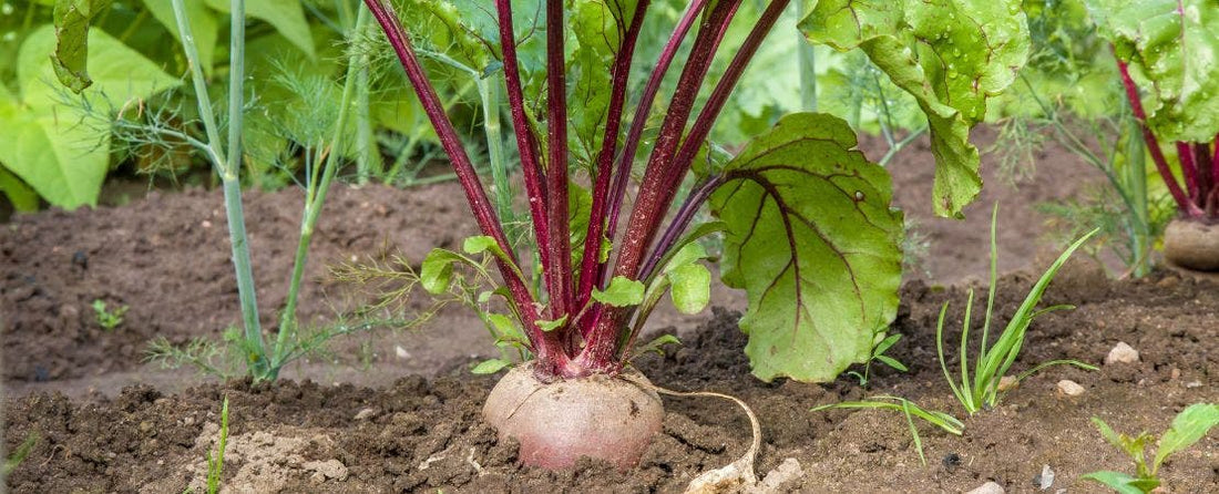 Know Before You Grow: Root Crops