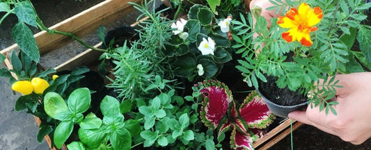 The Benefits of Small Space & Container Gardening