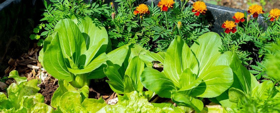 What is Biodiversity?