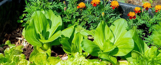 What is Biodiversity?