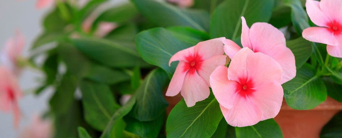 Annuals You Can Bring Indoors